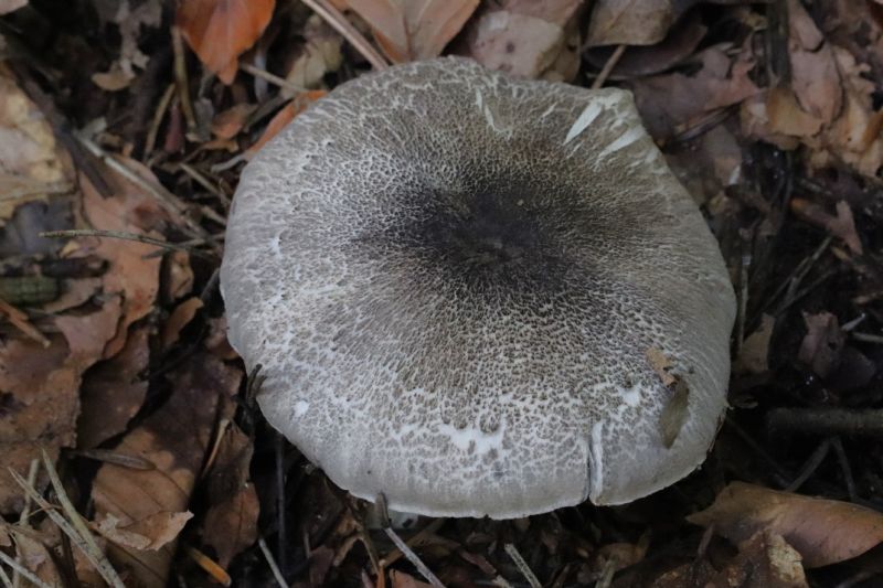 Tricholoma?